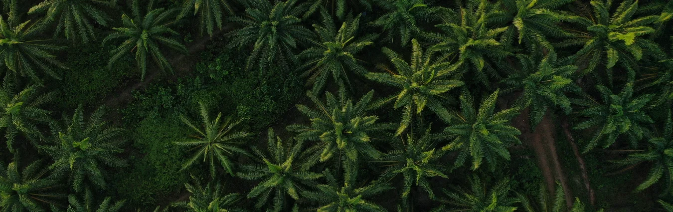 “Los Clavelitos”: A Colombian Success Story in Oil Palm Conservation